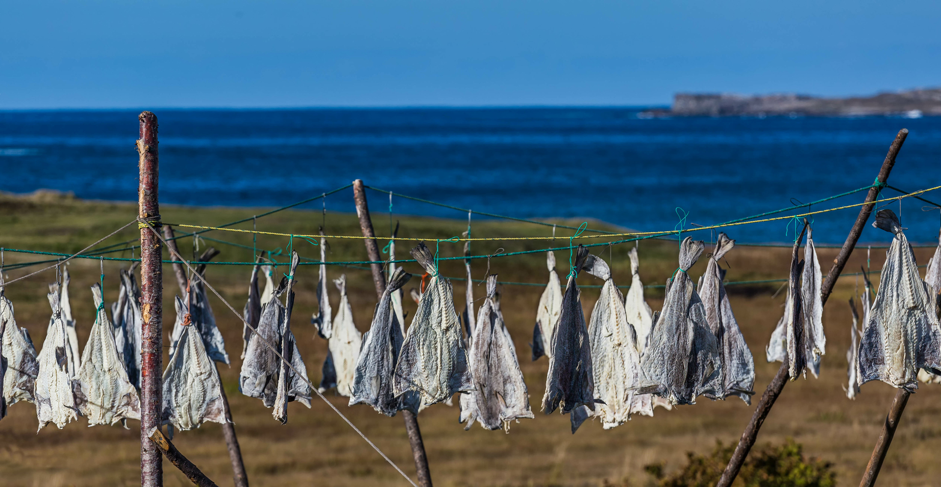 drying-cod-along-shore-newfoundland