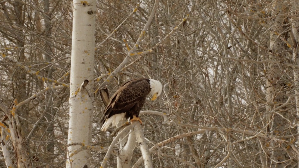 eagle-innu-land