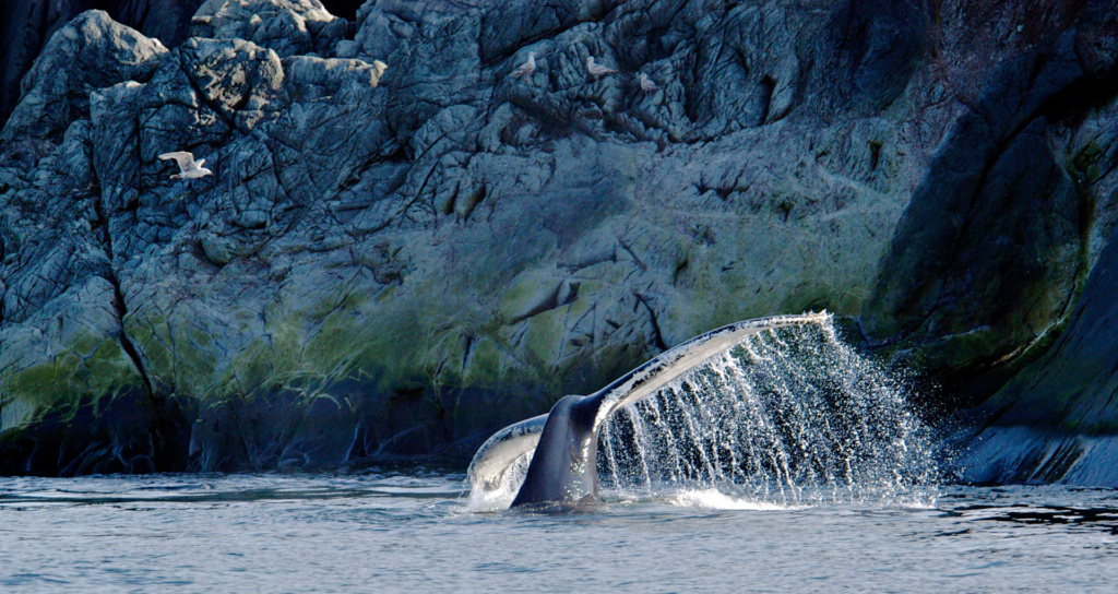 whale-tail-fjord