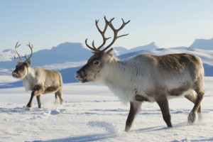 caribous-winter
