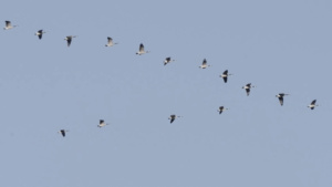 flying-geese