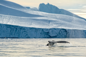 whale-tail-glacier