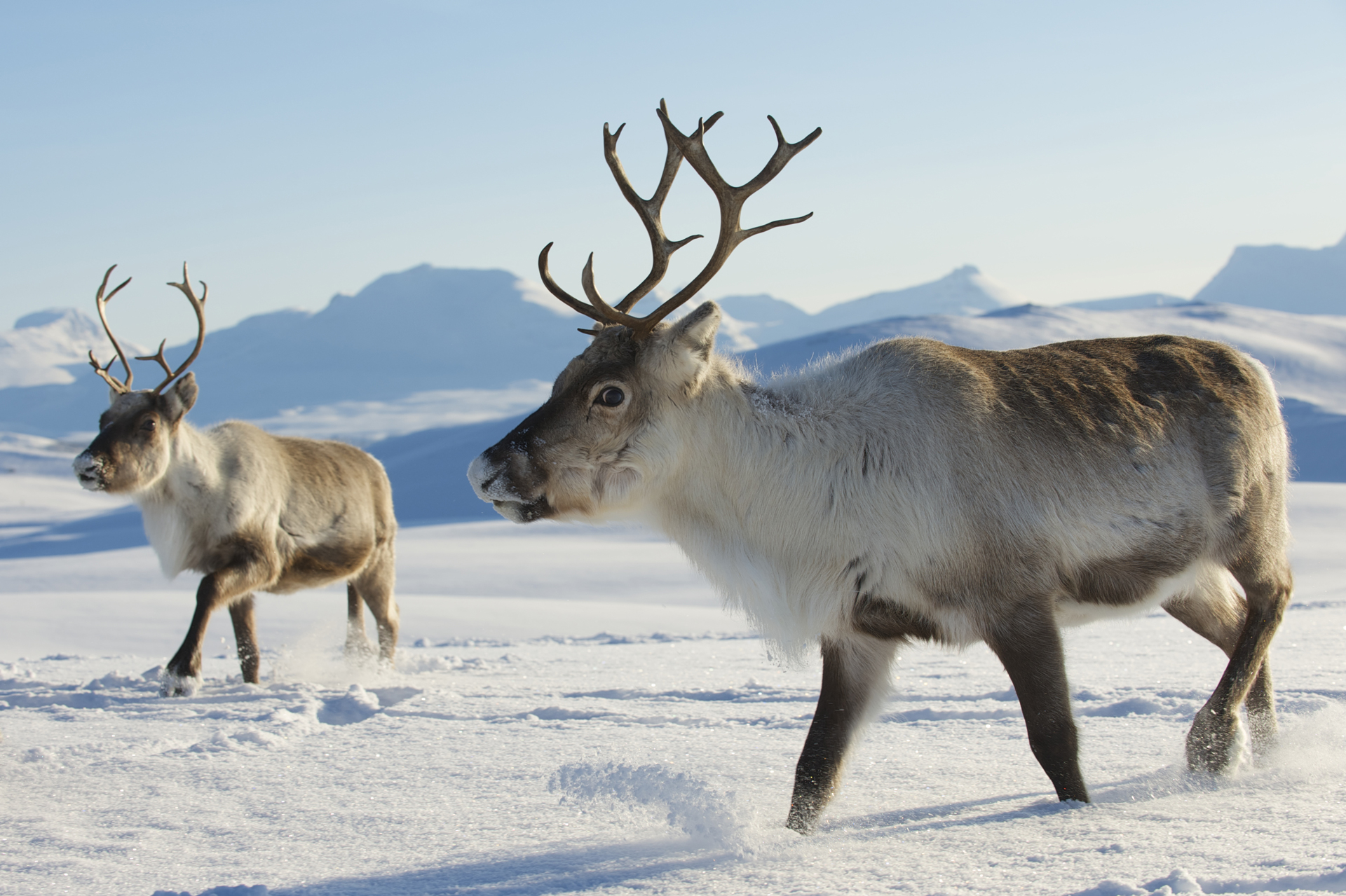 winter-caribous